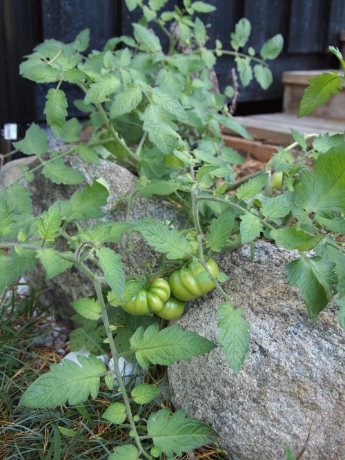 När jag tittade till sommarodlingen i oktober hade bifftomaterna tillslut växt till sig, men de var gröna. De fick åka med hem och mogna till sig i köket. 